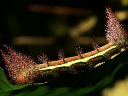 Los robots modernos imitan las capacidades de orugas serpientes gusanos por su habilidad para trepar. EFE  /