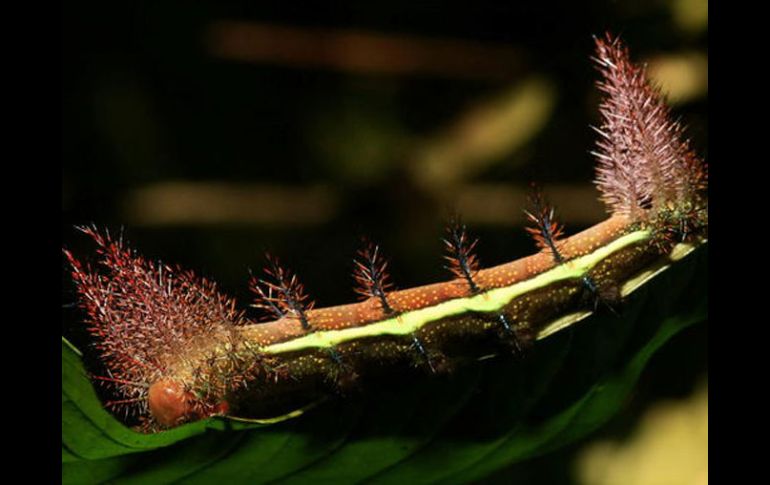 Los robots modernos imitan las capacidades de orugas serpientes gusanos por su habilidad para trepar. EFE  /
