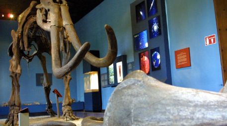 El esqueleto de mamut es uno de los principales atractivos del Museo Regional de Guadalajara. ARCHIVO  /