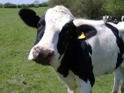 Un hombre disfrazado de vaca robó leche de un supermerado para después regalarla. ESPECIAL  /