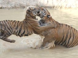 El macho William de 150 kilos y la hembra Kate de 115, fueron presentados hoy a la prensa.EFE  /