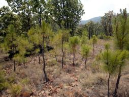 La Dirección de Ecología pretende reforestar al Bosque La Primavera para el próximo temporal de lluvias. ARCHIVO  /