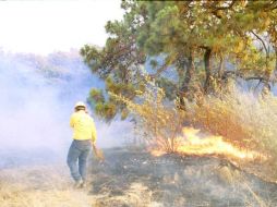 Aseguran que manos ociosas provocan los incendios en los pastizales. ARCHIVO  /