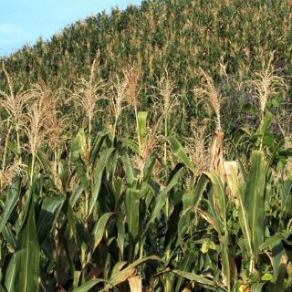 Diconsa garantiza abasto de maiz a zonas rurales