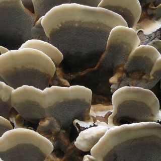 Encuentran proteínas que ayudarían a crear biocombustibles