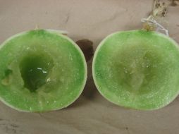 Debido a la gran importancia del fruto para la economía mexicana los científicos los eligieron para trabajar con él. ID  /