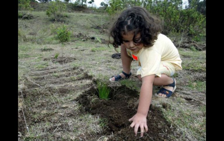 En los talleres que se ofrecerán, los niños aprenderán acerca de la restauración de los ecosistemas y prevención de incendios. ARCHIVO  /