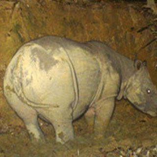 Sudáfrica quiere legalizar el comercio de cuernos de rinoceronte