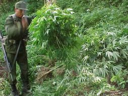 Se destruyeron 161.160 plantas de mariguana con un valor de más de 61.74 MDD. ARCHIVO  /