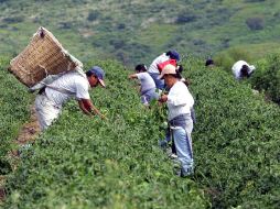 En el pasado ciclo agrícola, los factores adversos climáticos afectaron las cosechas de chile. A. GARCÍA  /