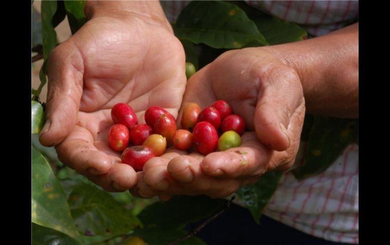 Mejoran las condiciones para la producción de café en 2011. ESPECIAL  /