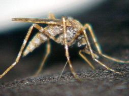 La nueva fórmula no solo mantiene alejados a los mosquitos sino también a todo tipo de insectos. ARCHIVO  /