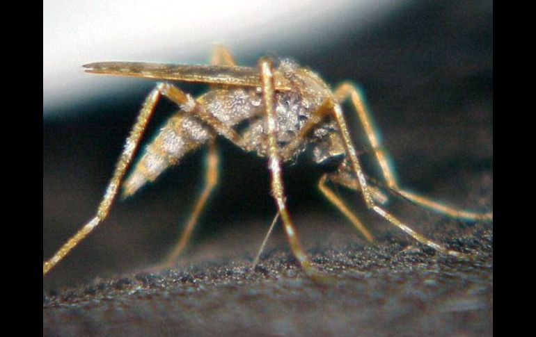 La nueva fórmula no solo mantiene alejados a los mosquitos sino también a todo tipo de insectos. ARCHIVO  /