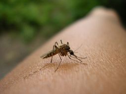 Existe una relación entre el sistema inmune del mosquito y el parásito Plasmodium. ID  /