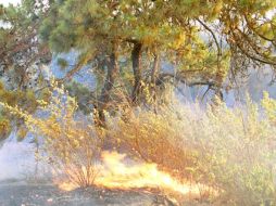 Afirman que el cambio climático es uno de los factores decisivos que provocan mayores incendios forestales. ARCHIVO  /