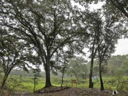 Autoridades esperan a que se instale el temporal de lluvias, para iniciar los trabajos de reforestación en todo el estado. ARCHIVO  /