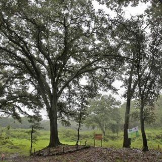 Destinarán 52.6 MDP para restauración de bosques en Jalisco