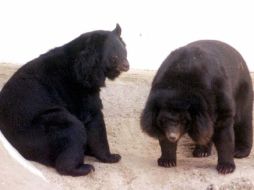 Afirman que los osos negros machos son considerados más peligrosos que una hembra. AP  /