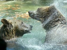 Las especies más amenazadas son el oso negro asiático y el de sun, ambas en peligro de extinción. EFE  /