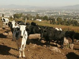 La exportación del ganado vacuno aumentó 35.5 por ciento en la venta de becerros en pie. ARCHIVO  /