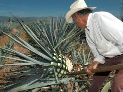 Las exportaciones tequileras a fines de abril pasado trajeron consigo un embarque total de 56.6 millones de litros. ARCHIVO  /