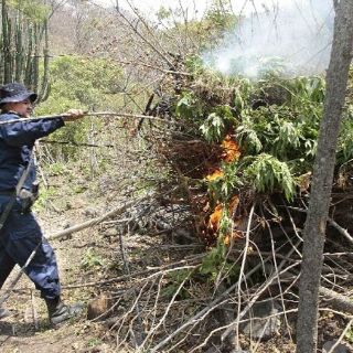 Aseguran más de media tonelada de mariguana en Hostotipaquillo