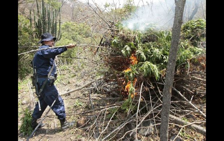 Aspecto de quema de mariguana. En Hostotipaquillo, un total de 680 kilogramos de la droga fueron incinerados. ARCHIVO  /