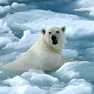 Dinamarca reclamará el Polo Norte a la ONU antes de 2014