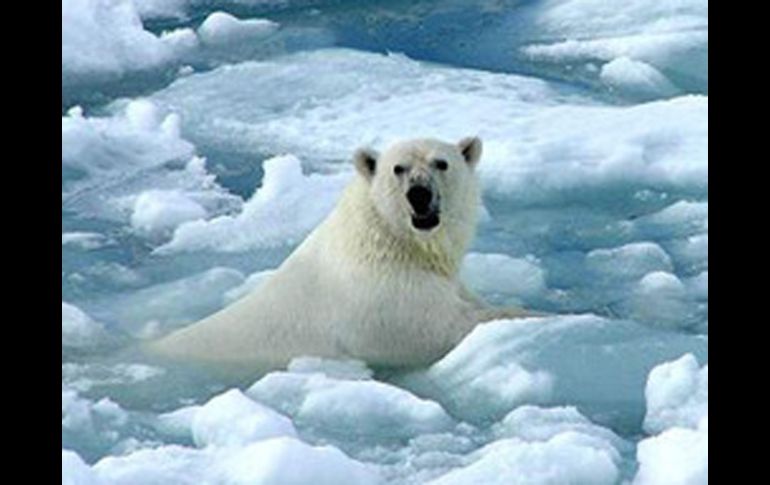 Dinamarca,Estados Unidos y Canadá se comprometieron en mayo de 2008, a reclamar sobre el Polo Norte al arbitraje de la ONU. ESPECIAL  /