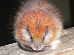 Un ratón que puede medir hasta 45 centímetros desde la cabeza hasta la punta de la cola. ESPECIAL  /