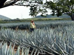 Informan que en un plazo cercano se tendrán datos concretos, para evaluar la rentabilidad del etanol obtenido del agave azul. ARCHIVO  /
