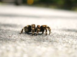 La investigación permite saber cómo estas arañas son capaces de moverse por las alturas. ARCHIVO  /