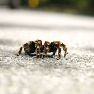 Las tarántulas desafían las leyes de la física