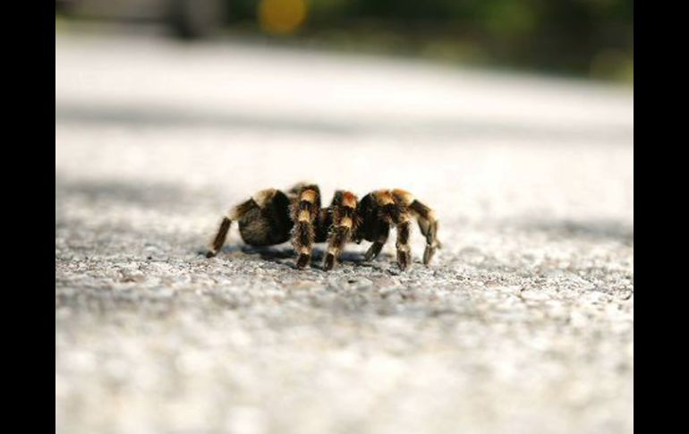 La investigación permite saber cómo estas arañas son capaces de moverse por las alturas. ARCHIVO  /