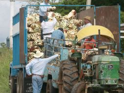 Trabajadores trasladan una carga de agave, producto que podría ser usado para la producción de biocombustible. ARCHIVO  /