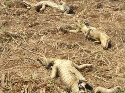 La ley establece multas de entre 100 y cinco mil dólares para quienes maten animales con medios atroces. EFE  /