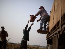 Hispanos sin papeles que cosechan cebollas en Georgia contemplan irse del Estado por la legislación que entra en vigor el 1 de julio.AP  /
