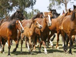 Los caballos salvados de la muerte retornarán al Delta del Danubio cuando su estado lo permita. EFE  /