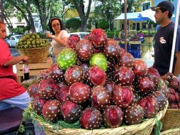 El municipio de Techaluta de Montenegro, tiene el liderazgo con una producción estimada en 450 toneladas de pitaya. ARCHIVO  /