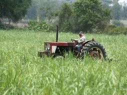 A Honduras le interesan productos como el banano, café y azúcar. ARCHIVO  /