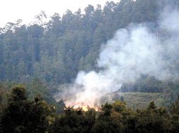 Cuatro mil hectáreas afectadas por los siniestros son parte de la selva. EL UNIVERSAL  /