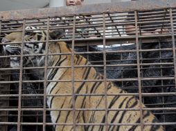 Oficiales tailandeses hacen guardia junto a una tigresa incautada. EFE  /