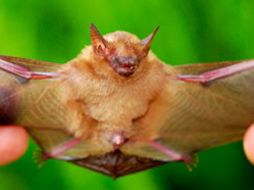 Expertos afirman que se tiene tequila gracias a los murciélagos. EL UNIVERSAL  /