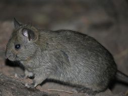 Estos mamíferos se extinguieron en la Australia continental en la década de los años 30. ESPECIAL  /