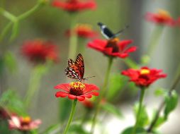 Desean que la UE siga contando con un instrumento de financiación específico para el medio ambiente. ARCHIVO  /