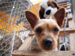 Los canes se han convertido en compañías indispensables para personas discapacitadas. EFE  /