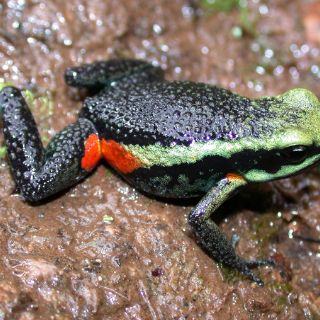 La rana 'alpinista' se encuentra en peligro de extinción