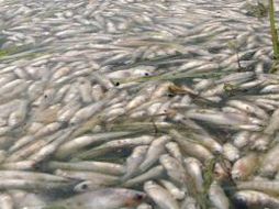 Los peces han aparecido flotando en cinco poblaciones situadas a orillas del lago Taal, que rodea el volcán del mismo nombre.NTX  /