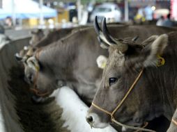 Jalisco ha tenido restricciones sanitarias, por lo que el ciclo no fue atractivo para la entidad. ARCHIVO  /