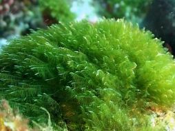 Científicos del IPN realizaron la investigación. ID  /